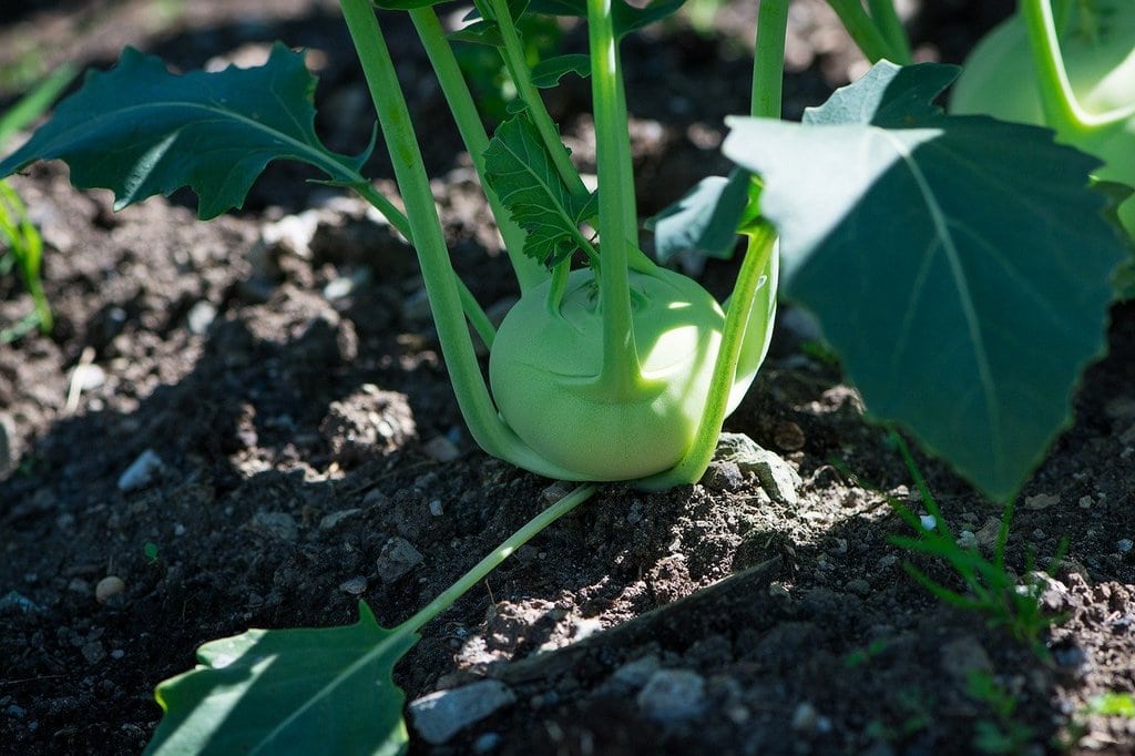Préparer le sol pour des légumes en bonne santé