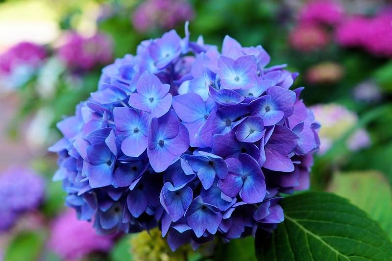 Prévenir les maladies courantes des plantes de jardin