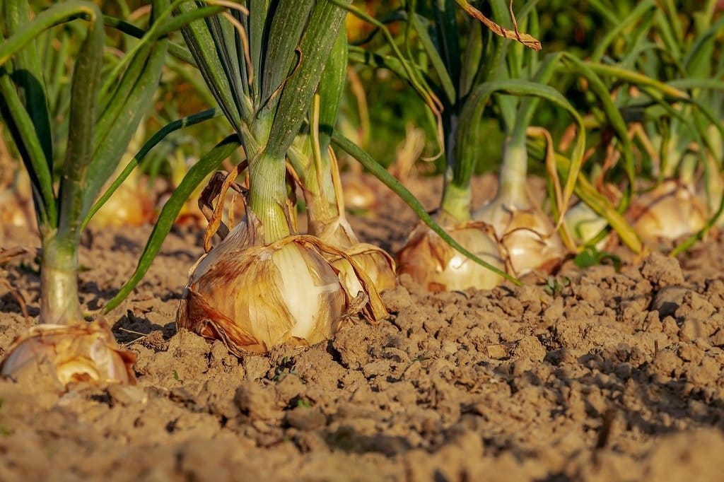 5 légumes faciles à cultiver pour obtenir une récolte abondante